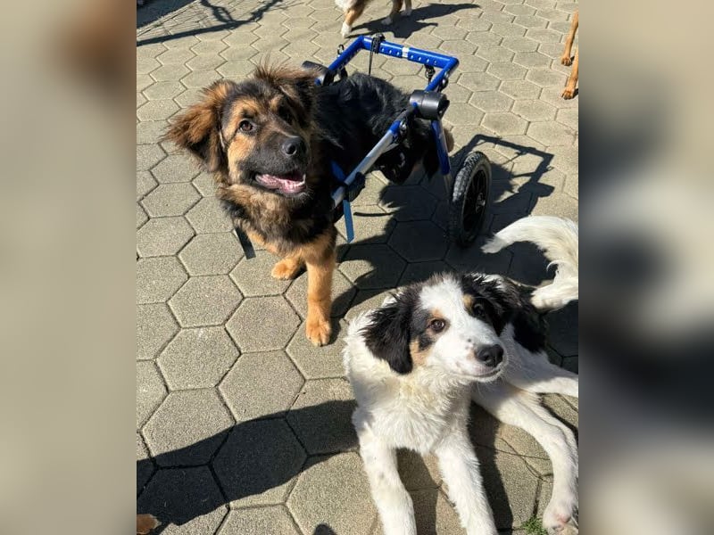 DRACO - der lebensfrohe, junge Rüde möchte so gerne dein vierbeiniger Begleiter sein!