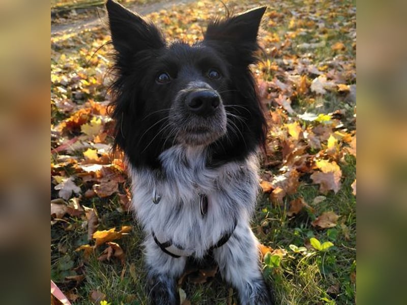 LILLI - einfühlsame, geduldige Menschen mit Hundeerfahrung gesucht!