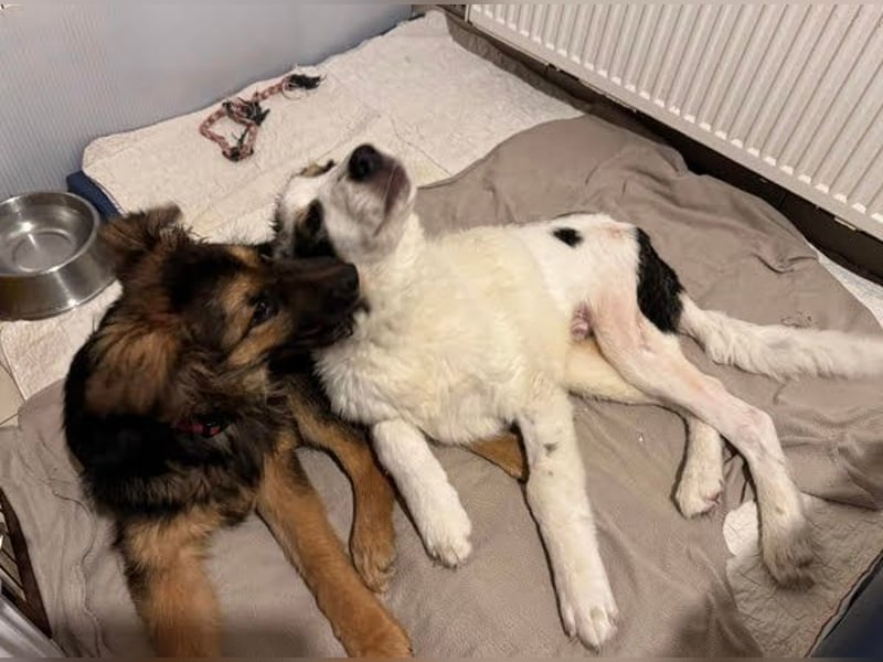 DRACO - der lebensfrohe, junge Rüde möchte so gerne dein vierbeiniger Begleiter sein!