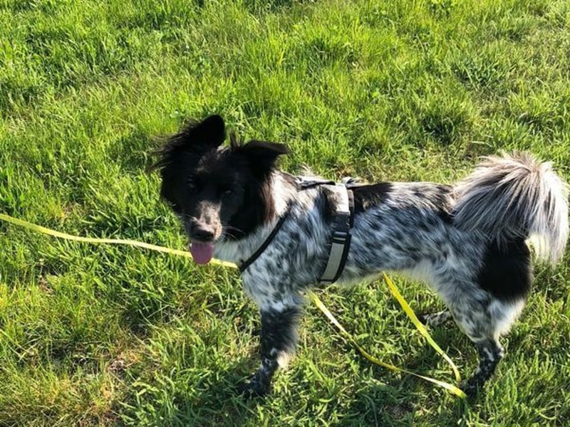 LILLI - einfühlsame, geduldige Menschen mit Hundeerfahrung gesucht!