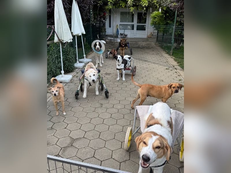 DRACO - der lebensfrohe, junge Rüde möchte so gerne dein vierbeiniger Begleiter sein!