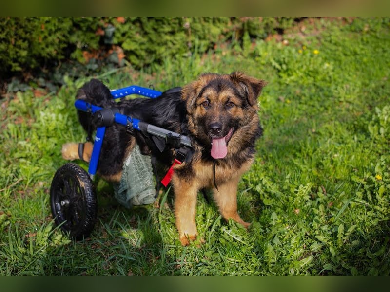 DRACO - der lebensfrohe, junge Rüde möchte so gerne dein vierbeiniger Begleiter sein!