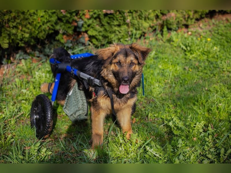 DRACO - der lebensfrohe, junge Rüde möchte so gerne dein vierbeiniger Begleiter sein!