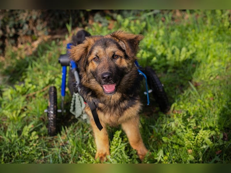 DRACO - der lebensfrohe, junge Rüde möchte so gerne dein vierbeiniger Begleiter sein!