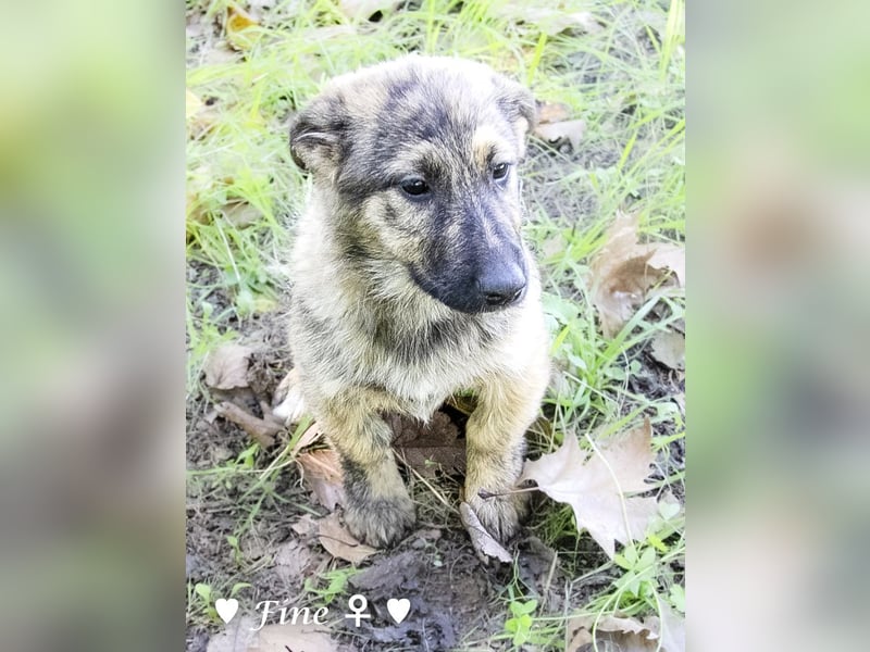 Neue Bilder: Frida und Fine   suchen ab Januar ein Zuhause