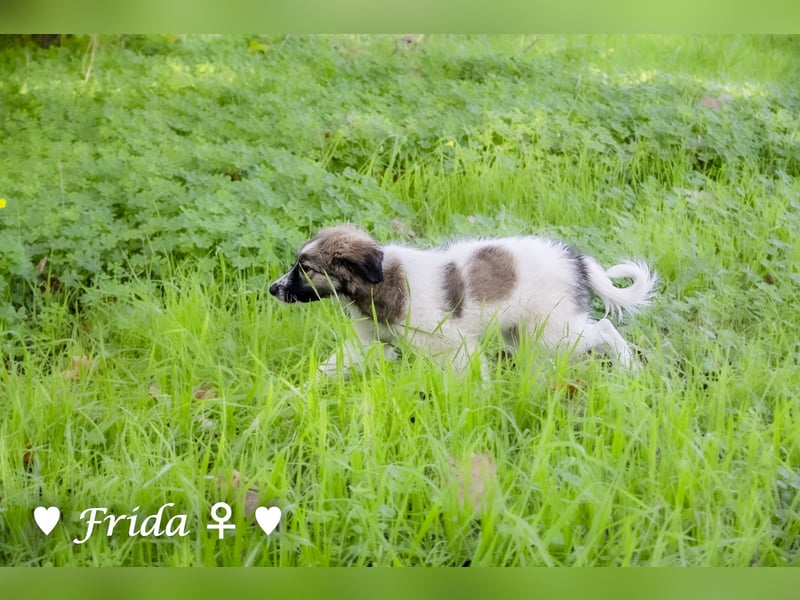 Neue Bilder: Frida und Fine   suchen ab Januar ein Zuhause