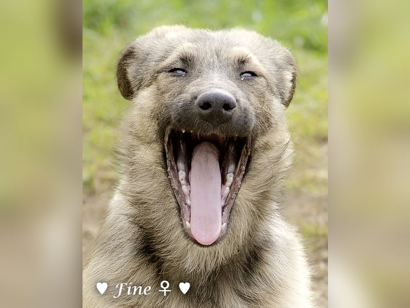 Neue Bilder: Frida und Fine   suchen ab Januar ein Zuhause