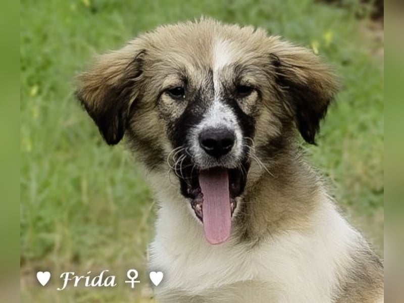 Neue Bilder: Frida und Fine   suchen ab Januar ein Zuhause