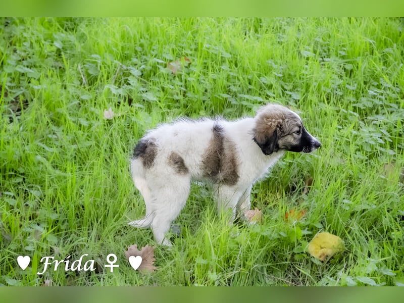 Neue Bilder: Frida und Fine   suchen ab Januar ein Zuhause