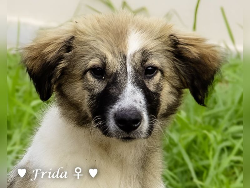 Neue Bilder: Frida und Fine   suchen ab Januar ein Zuhause