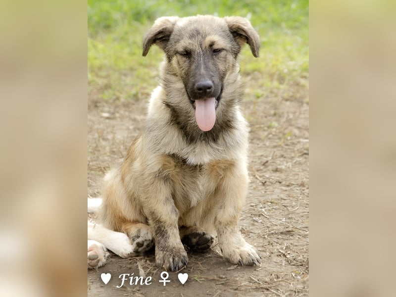 Neue Bilder: Frida und Fine   suchen ab Januar ein Zuhause