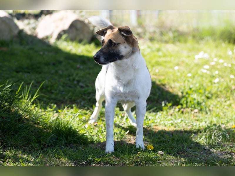 Tara sucht ein neues Zuhause