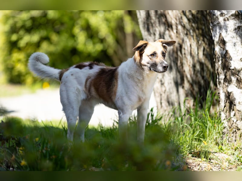 Tara sucht ein neues Zuhause