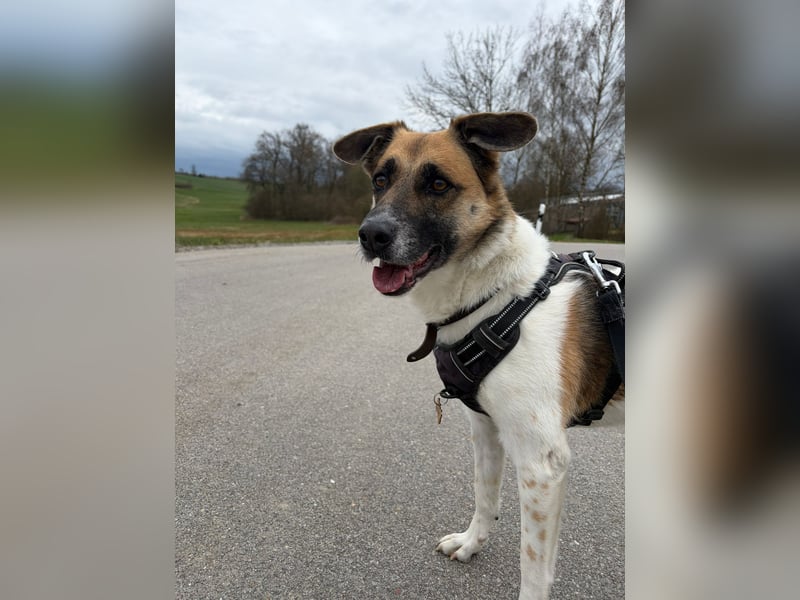 Tara sucht ein neues Zuhause