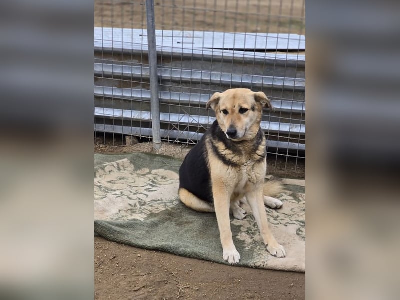 Semeli ist wahrlich eine Traumhündin, sie sucht die Nähe und liebt ausgiebige Streicheleinheiten