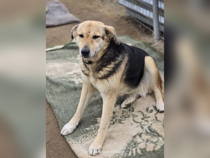 Semeli ist wahrlich eine Traumhündin, sie sucht die Nähe und liebt ausgiebige Streicheleinheiten