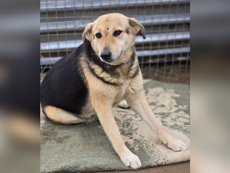 Semeli ist wahrlich eine Traumhündin, sie sucht die Nähe und liebt ausgiebige Streicheleinheiten