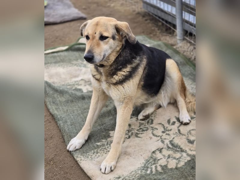 Semeli ist wahrlich eine Traumhündin, sie sucht die Nähe und liebt ausgiebige Streicheleinheiten