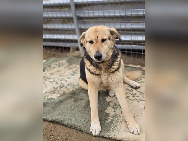 Semeli ist wahrlich eine Traumhündin, sie sucht die Nähe und liebt ausgiebige Streicheleinheiten