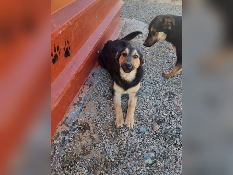 Junger SchäferhundMix KEET sucht sein Zuhause