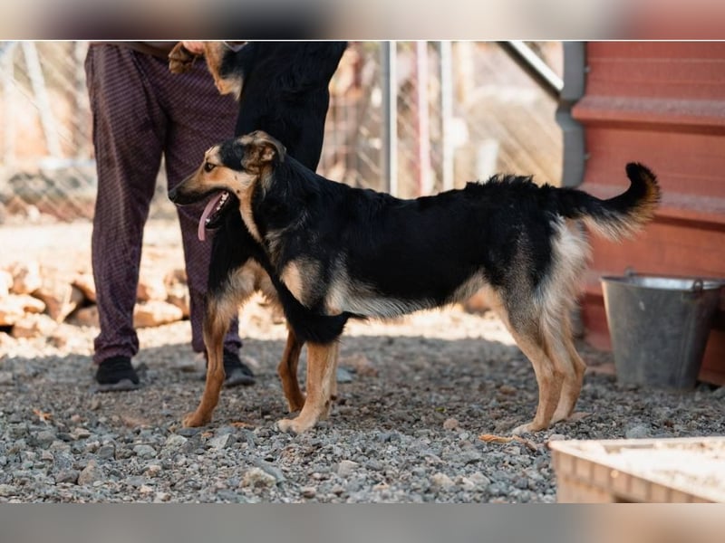 Junger SchäferhundMix KEET sucht sein Zuhause