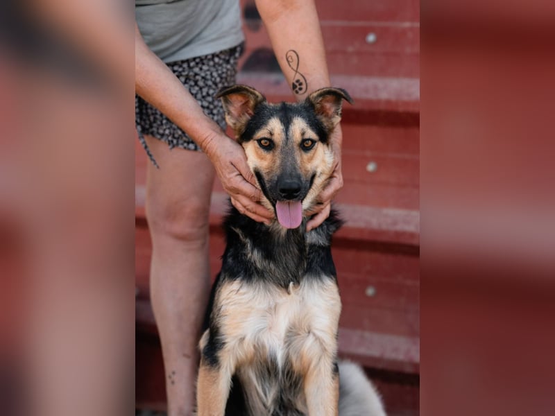 Junger SchäferhundMix KEET sucht sein Zuhause
