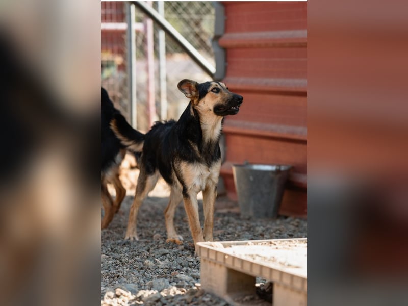 Junger SchäferhundMix KEET sucht sein Zuhause