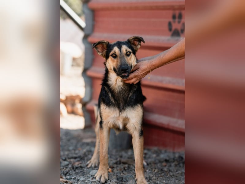 Junger SchäferhundMix KEET sucht sein Zuhause