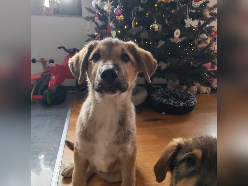 Welpe VUKI sucht perfect match ❤️