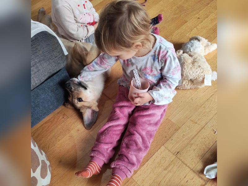 Welpe VUKI sucht perfect match ❤️