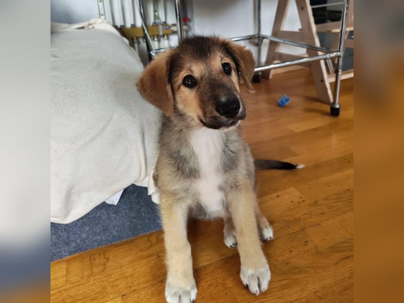 Welpe VUKI sucht perfect match ❤️