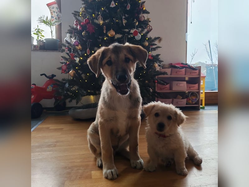 Welpe VUKI sucht perfect match ❤️