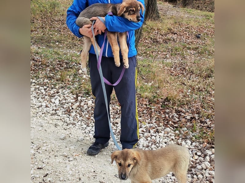 Welpe VUKI sucht perfect match ❤️