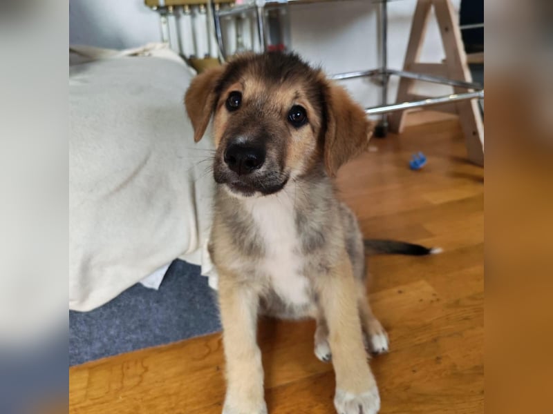 Welpe VUKI sucht perfect match ❤️