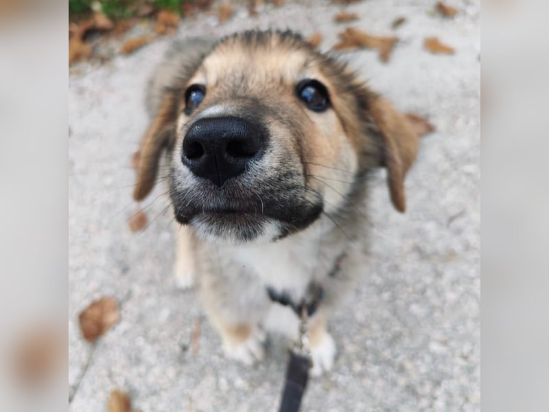 Welpe VUKI sucht perfect match ❤️