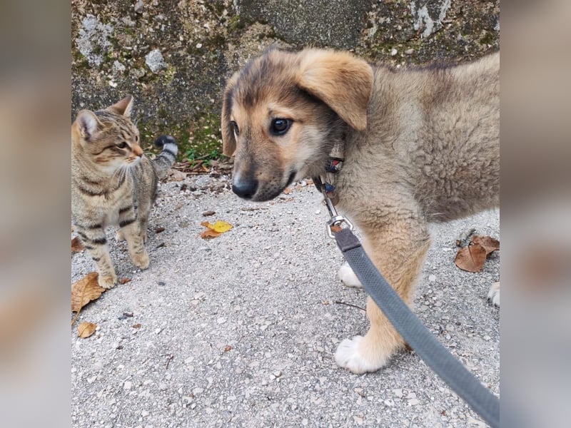 Welpe VUKI sucht perfect match ❤️