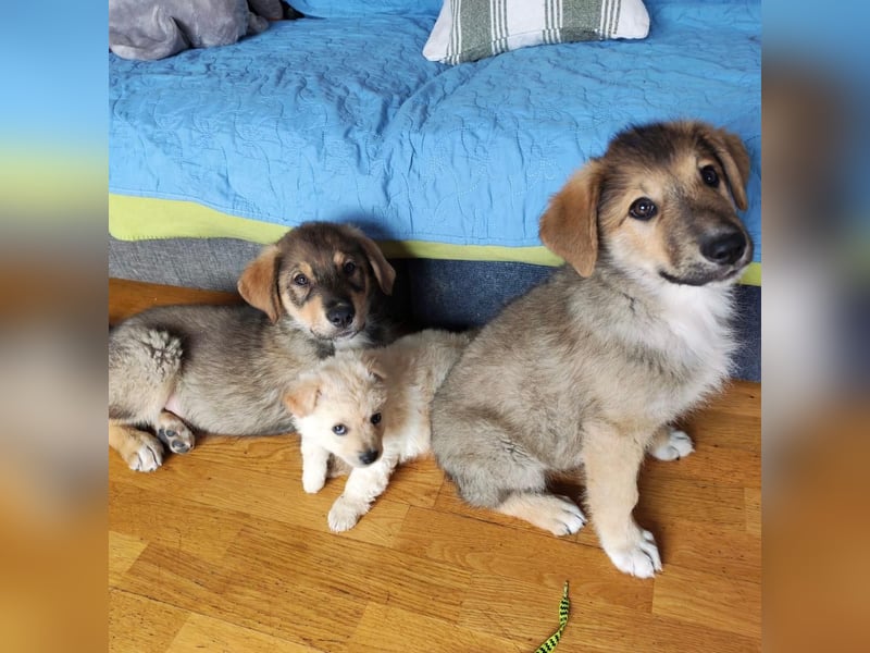 Welpe VUKI sucht perfect match ❤️