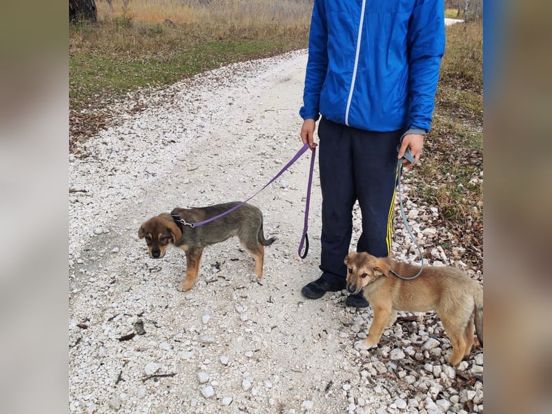 Welpe VUKI sucht perfect match ❤️