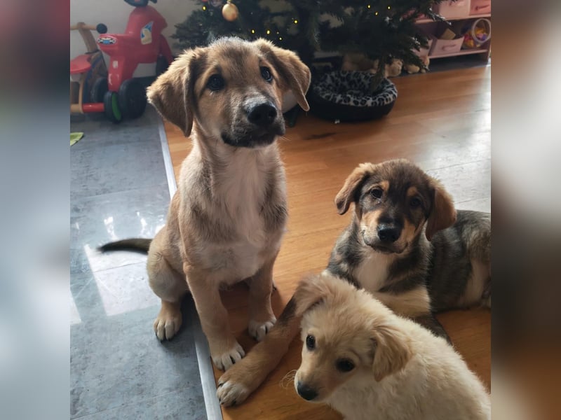 Welpe VUKI sucht perfect match ❤️