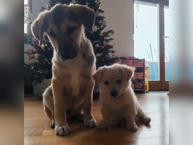 Welpe VUKI sucht perfect match ❤️