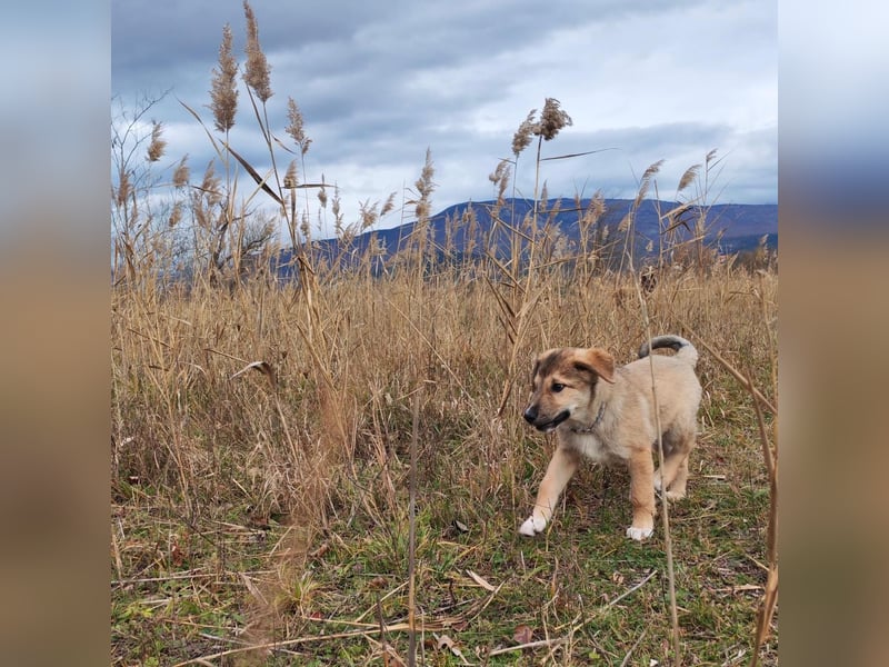 Welpe VUKI sucht perfect match ❤️