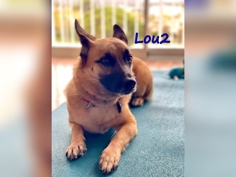 Lou2 geb. 05/2020 (ESP) - menschenbezogener Schäferhund-Mix sucht ein neues Zuhause!