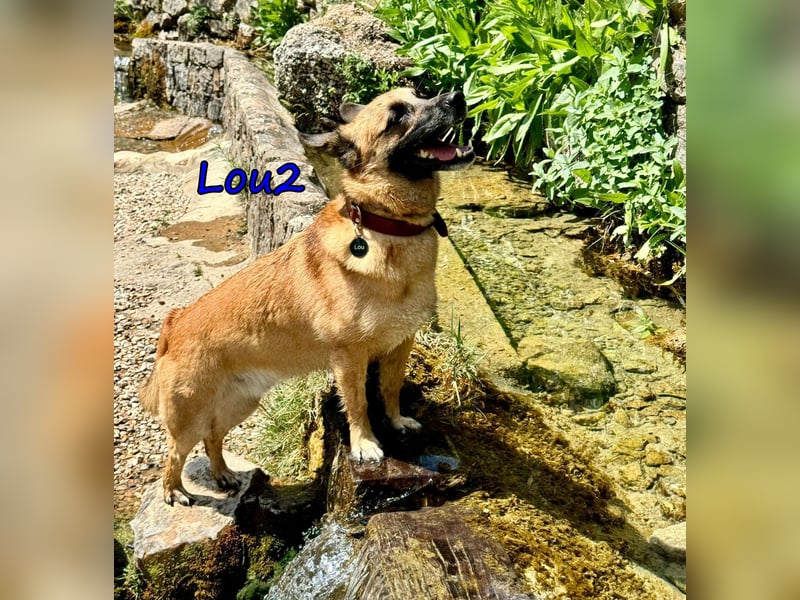Lou2 geb. 05/2020 (ESP) - menschenbezogener Schäferhund-Mix sucht ein neues Zuhause!