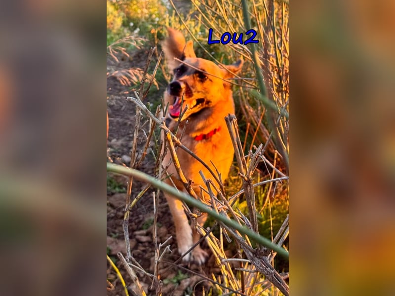 Lou2 geb. 05/2020 (ESP) - menschenbezogener Schäferhund-Mix sucht ein neues Zuhause!