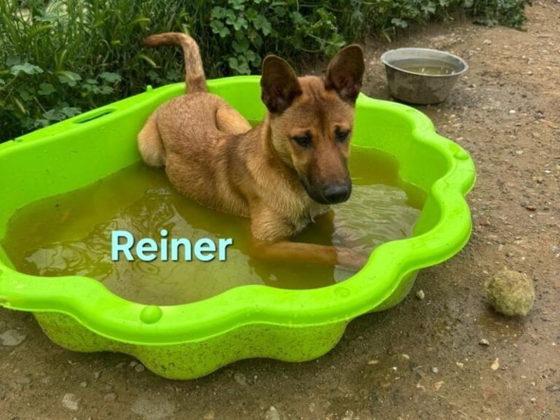 Reiner geb. 12/2025 (ESP) - wacher, fröhlicher Welpe will die Welt entdecken!