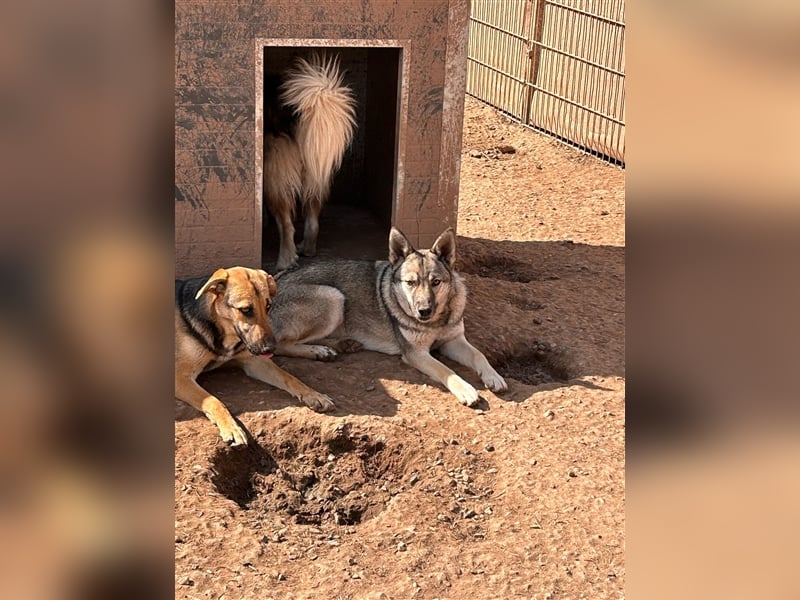 Wer holt Oria zu sich nach Hause?