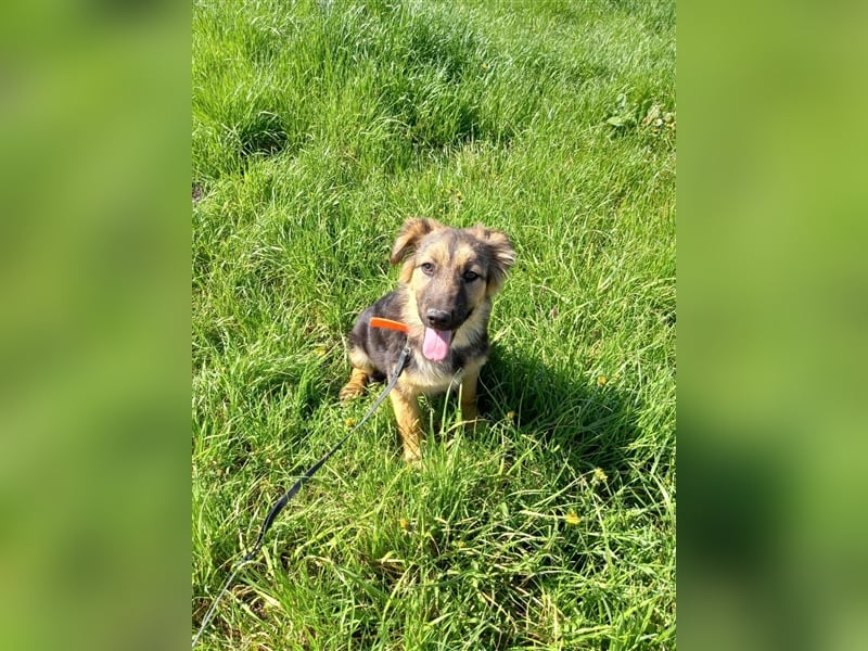 Lissi sucht ein Zuhause mit Herz, Platz und Abenteuer