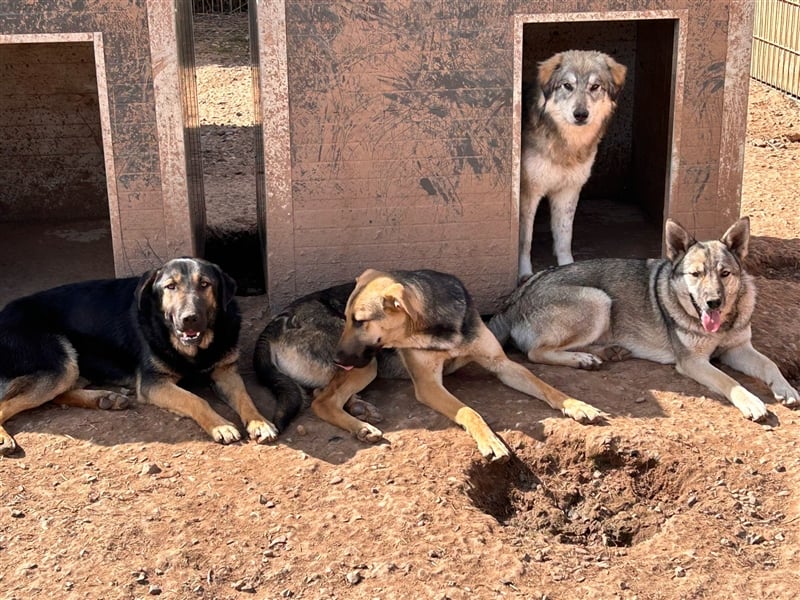 Wer holt Oria zu sich nach Hause?