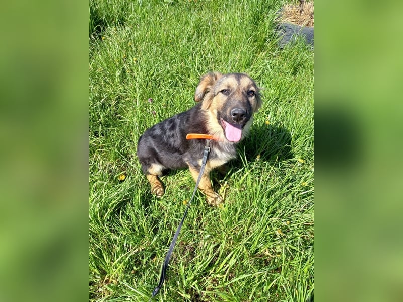 Lissi sucht ein Zuhause mit Herz, Platz und Abenteuer