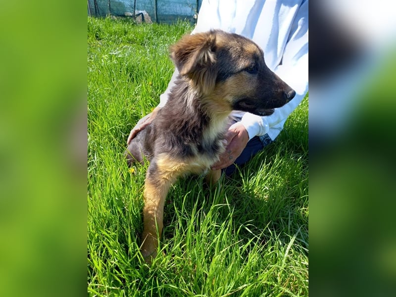 Lissi sucht ein Zuhause mit Herz, Platz und Abenteuer